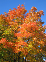 Tree in fall, Woodbine Ave
